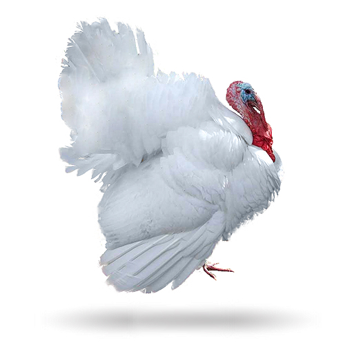 Pavos doble pechuga Apaseo el Alto